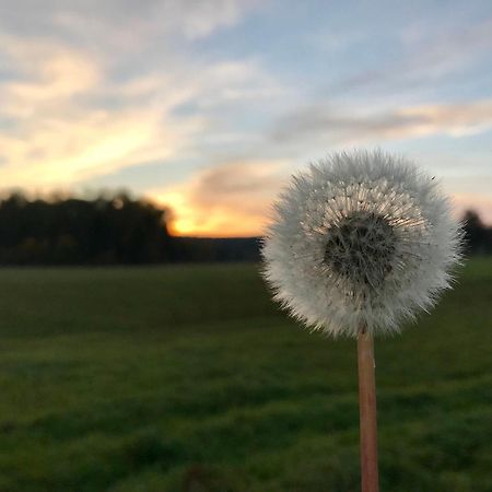 Roessle B&B Friedenweiler Екстериор снимка